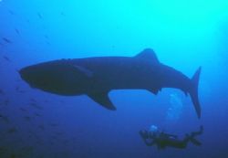 Roatan, Honduras. by Shawn Jackson 